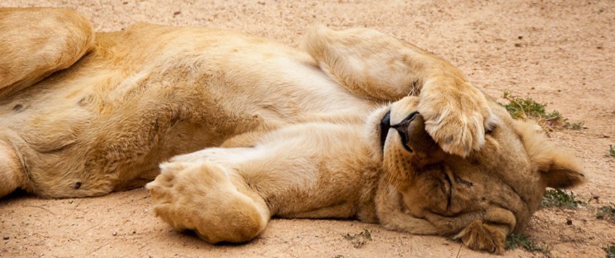 Tired Lioness Hiding her Face