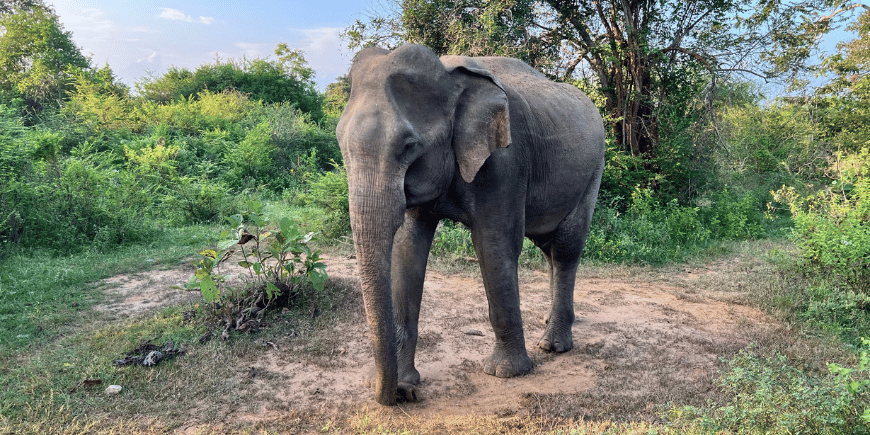 elefanten i udawalawe nasjonalpark sri lanka