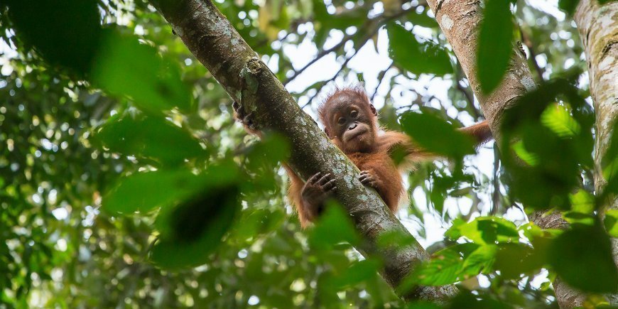 Sumatras tropiske regnskog